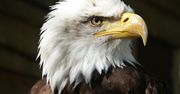 Amerykanie oskarżeni o masowe zabójstwo ptaków, włącznie z orłami