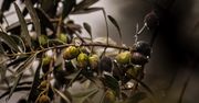 Wzrost cen oliwy z oliwek w Hiszpanii po dwóch latach suszy.