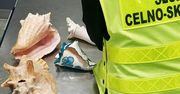 Udaremniony przemyt rzadkich muszli. Podróż z karaibów zakończony na Warszawskim lotnisku