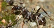 Inwazyjne mrówki Tapinoma magnum sieją spustoszenie we Francji – rosnące obawy mieszkańców i ekspertów