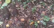 19 niewybuchów i granat znaleziony podczas grzybobrania.