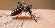 Podejrzenie pierwszego przypadku gorączki Zachodniego Nilu w Polsce: trwają badania w Małopolsce
