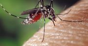 Głuche komary na froncie walki z dengą. Naukowcy blokują rozmnażanie groźnych owadów