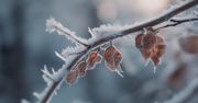 Pogoda: Idą przymrozki!
