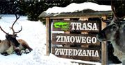 Trasa zimowego zwiedzania w płockim zwierzogrodzie. ZOO Płock zaprasza