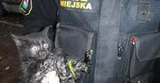 Strażacy uratowali małego kotka