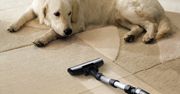 Pies a odkurzacz – jak go oswoić z urządzeniem?