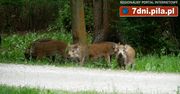 Dziki w Parku Miejskim w Pile – VIDEO