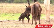 Narodziny żubra