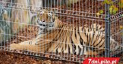 To cud, że tygrysy żyją!