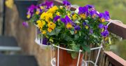 Te kwiaty możesz posadzić na balkonie już teraz