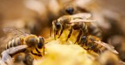 Apiterapia i uloterapia pomagają leczyć, czyli… pszczoły są dobre na wszystko