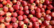Kowalczyk: 47 zakładów wyraziło już chęć wzięcia udziału w programie wsparcia dla producentów jabłek