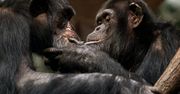Naukowcy: szympansy “budują zdania”