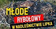 Młode rybołowy w Lipce