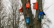 Kolorowe budki na ptaków w Augustowie