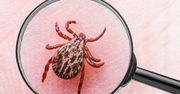 Nawet 90% chorych może nie wiedzieć o boreliozie
