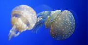 Meduzy są sprytniejsze niż się wydawały