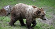 Jak ustrzec się ataku niedźwiedzia?