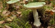 Muchomor sromotnikowy odpowiada za 90 proc. śmiertelnych zatruć; wystarczy jeden, by umrzeć