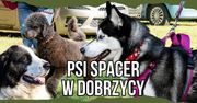 Psi spacer w Dobrzycy – VIDEO