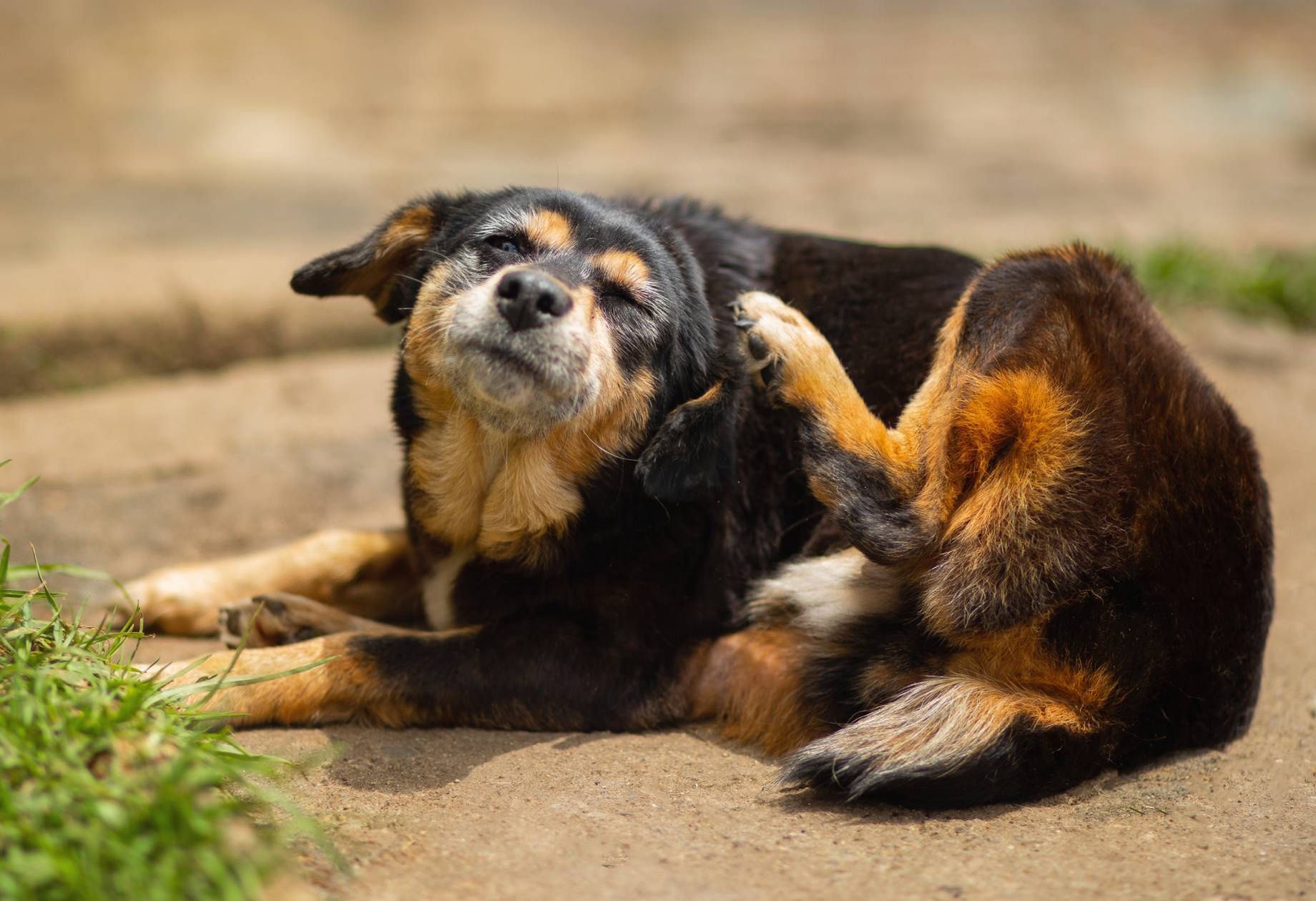 Dog scratching ears Warning signs owners must not ignore