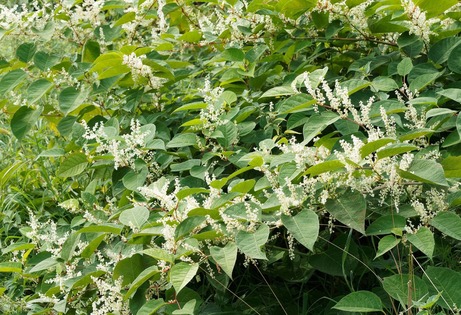 japanese-knotweed-a-garden-menace-and-how-to-banish-it