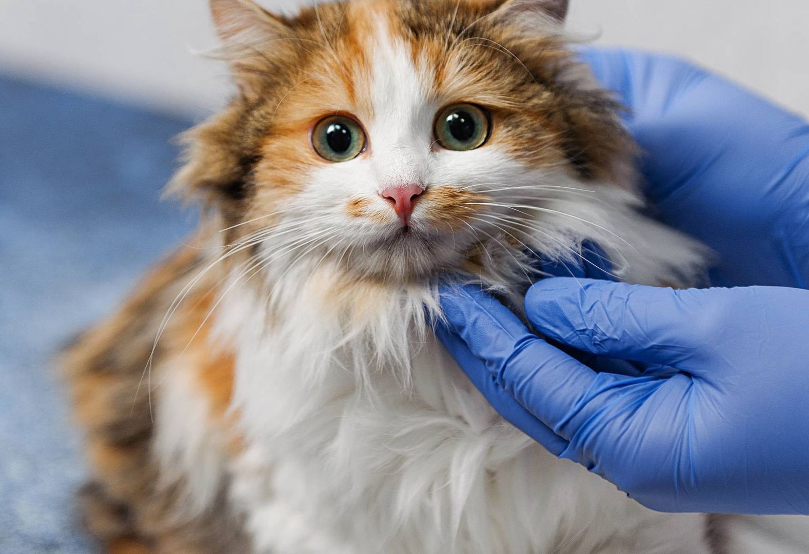 Deciphering the 'painful' position Unveiling cats' silent signal for