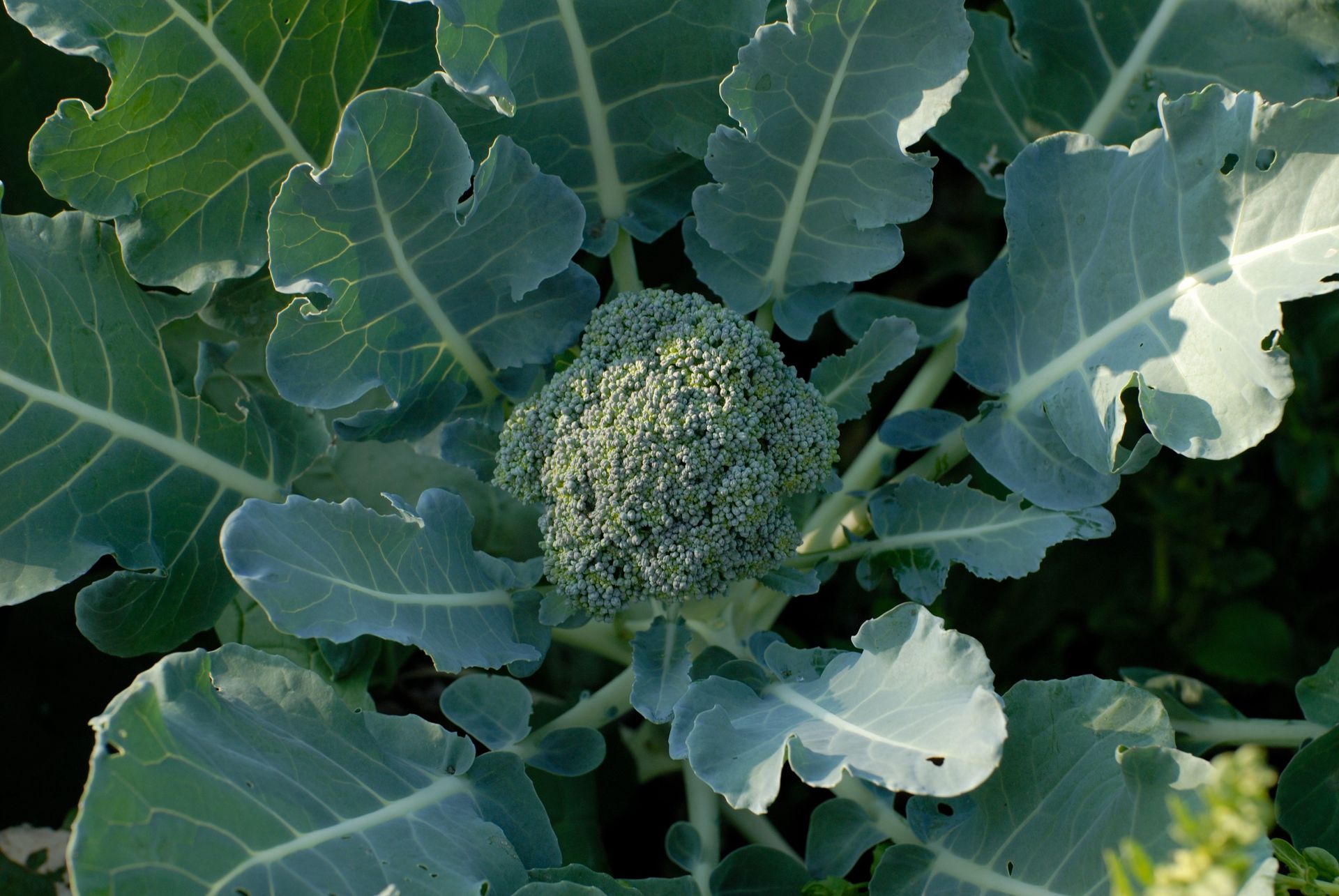 Lekarze powinni przepisywać to warzywo pacjentom. Działa jak naturalny lek