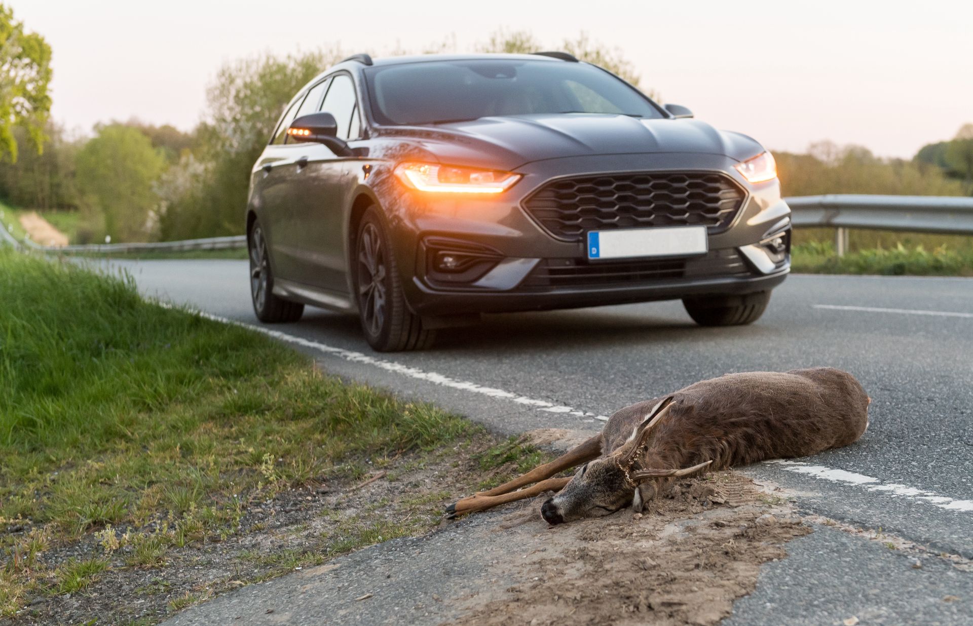 Zabrał martwe zwierzę do domu. Może zostać skazany za kradzież