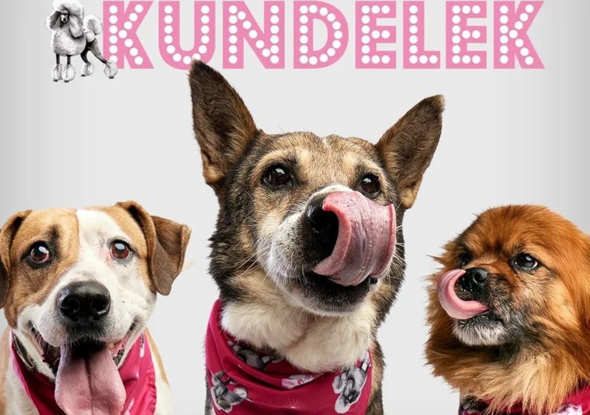 Pudelek zmienił się w Kundelka. Akcja społeczna serwisu