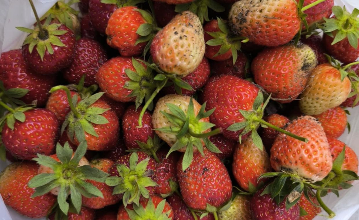 Sezon na truskawki dobiega końca. Ceny rosną, a owoce wciąż kuszą