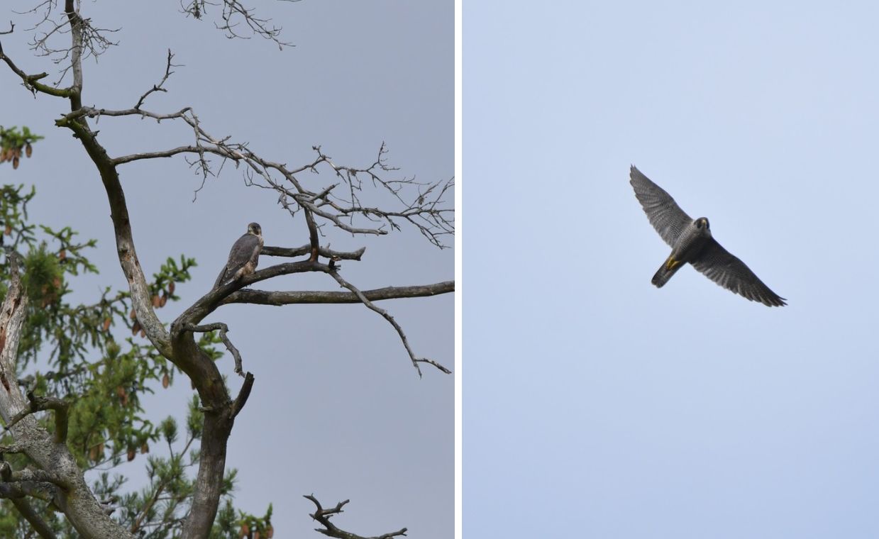 Wyjątkowy ptak znów na Mazurach. Przełomowe odkrycie leśników