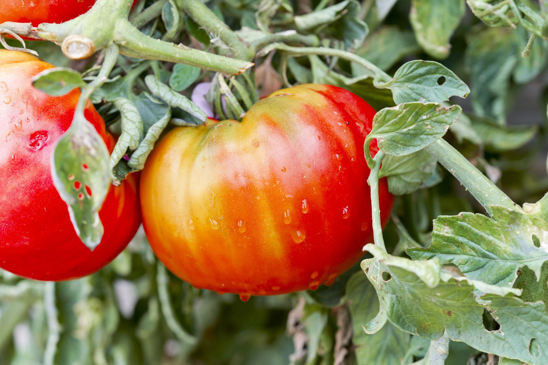 Katastrofalne skutki przymrozków. Straty sięgają 100 proc.
