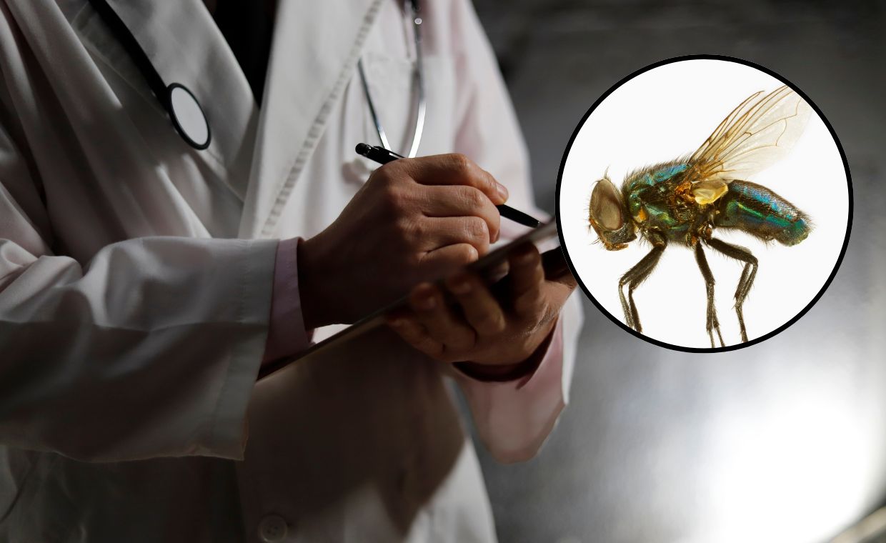 Nietypowa interwencja na dyżurze. Lekarz usunął muchę z ucha dziecka