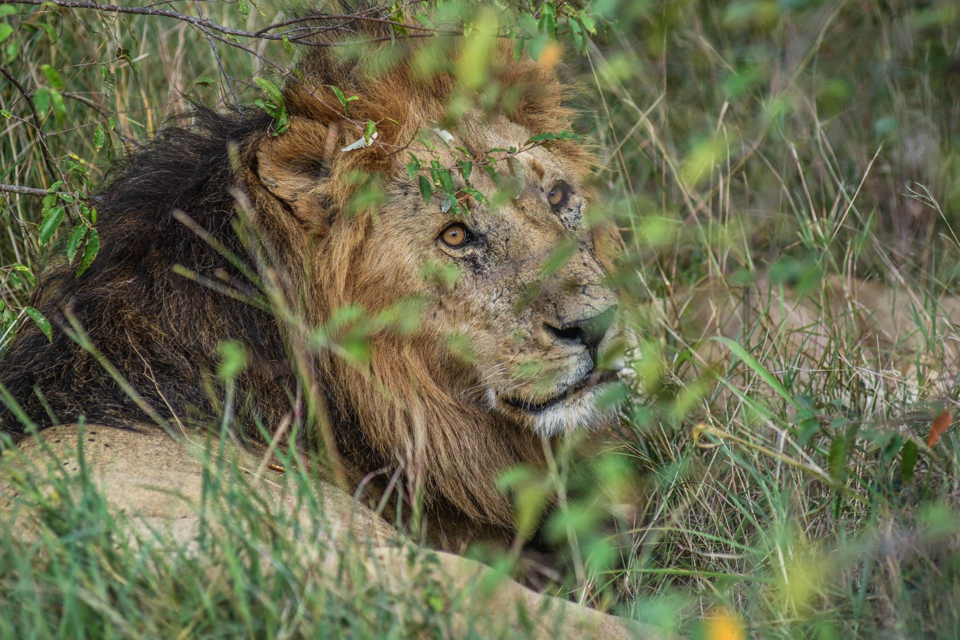 Sawanna boi się ich bardziej niż lwów. Nowe badanie z Parku Krugera