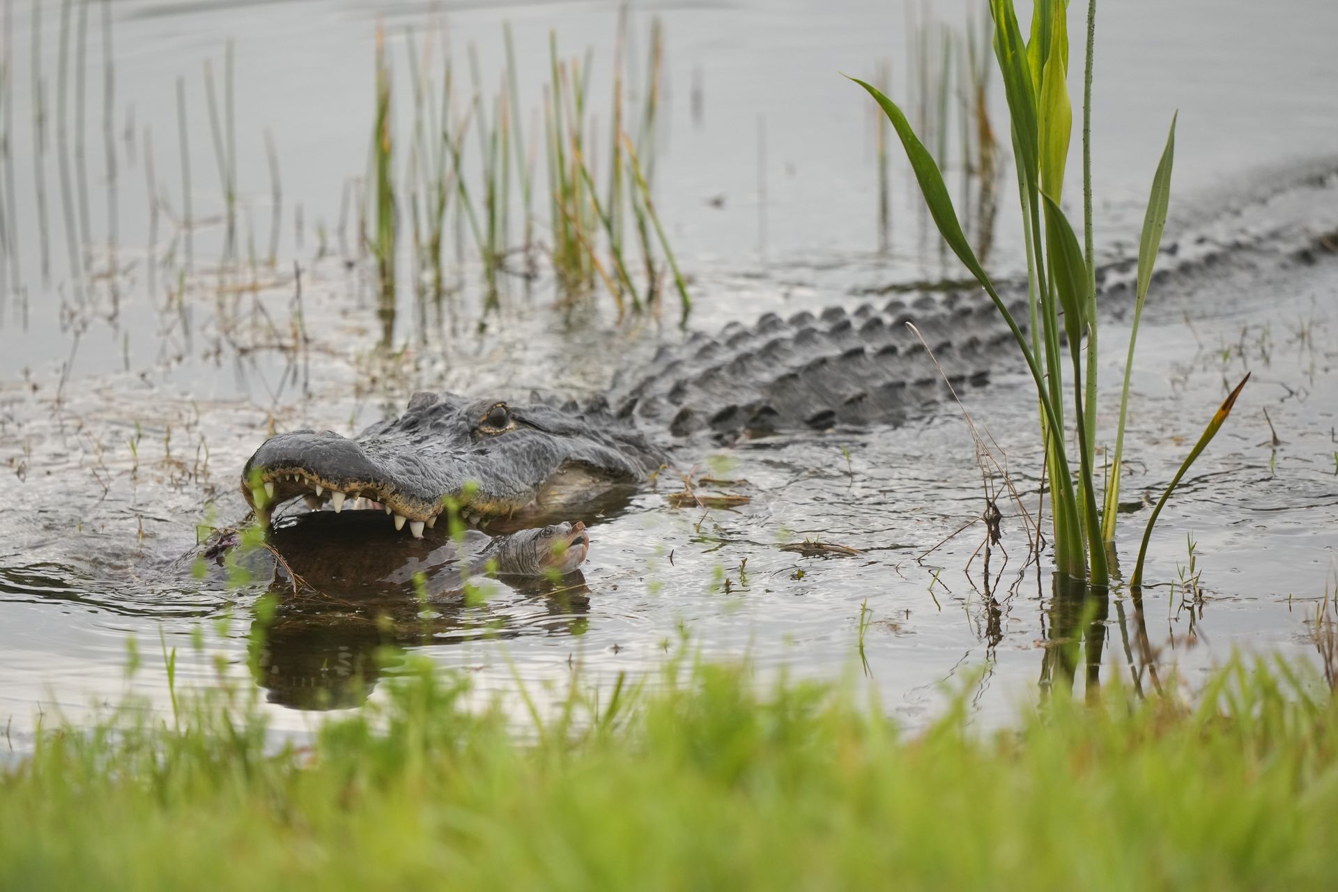Aligator zaatakował nastolatka na Florydzie. Był w wodzie mimo zakazu