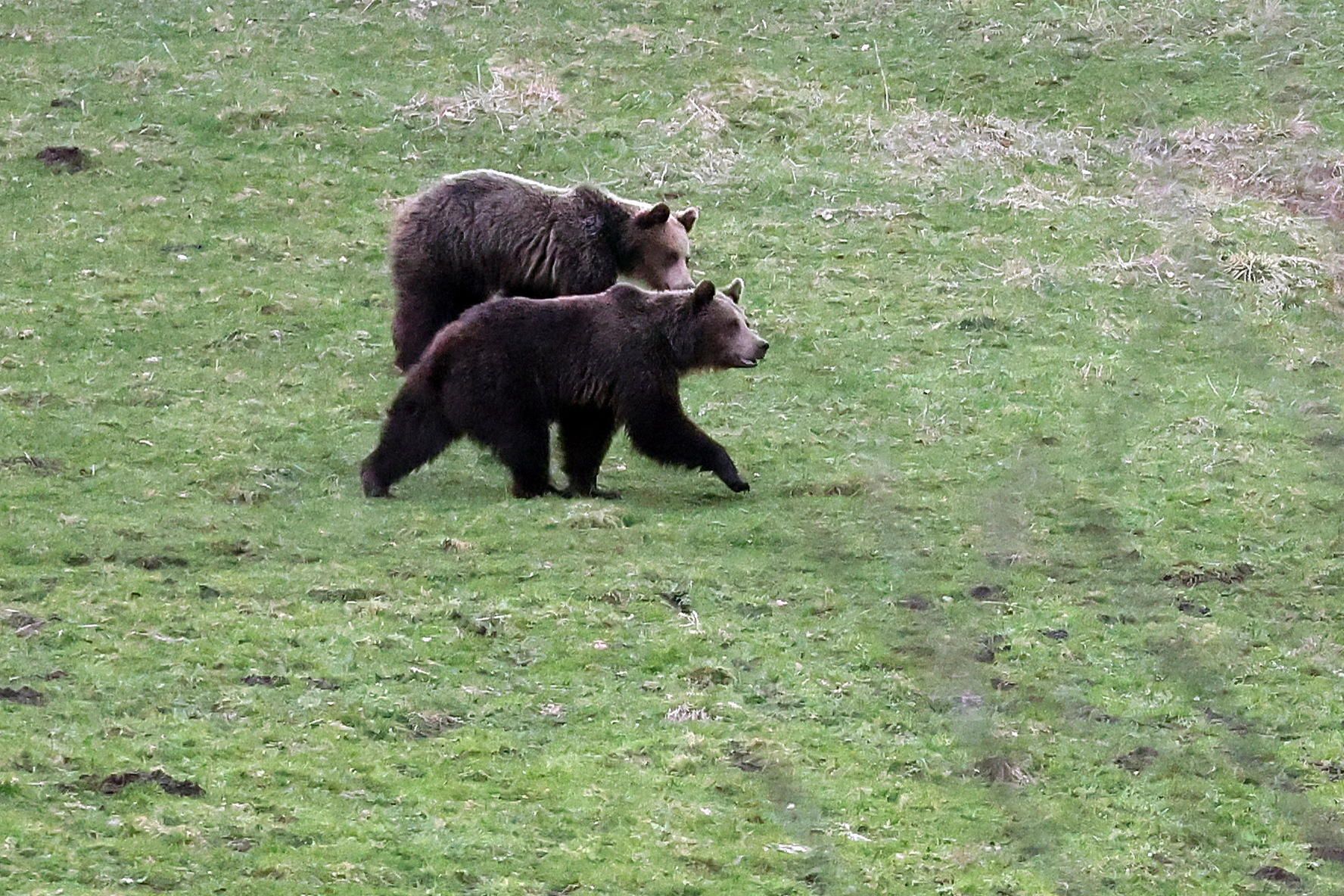 Groza w Japonii. Rośnie liczba śmiertelnych ataków niedźwiedzi