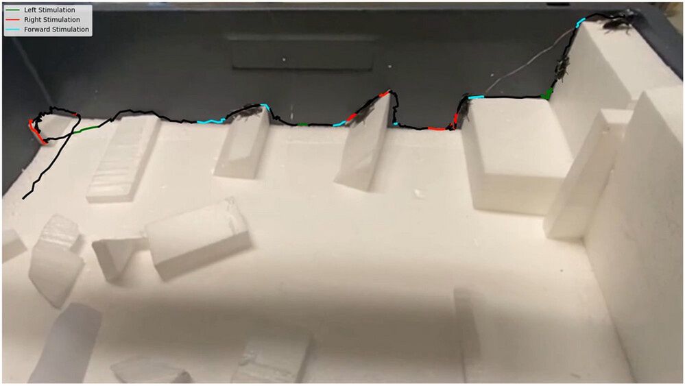 Chrząszcze-cyborgi. Zakładają na nie czipy