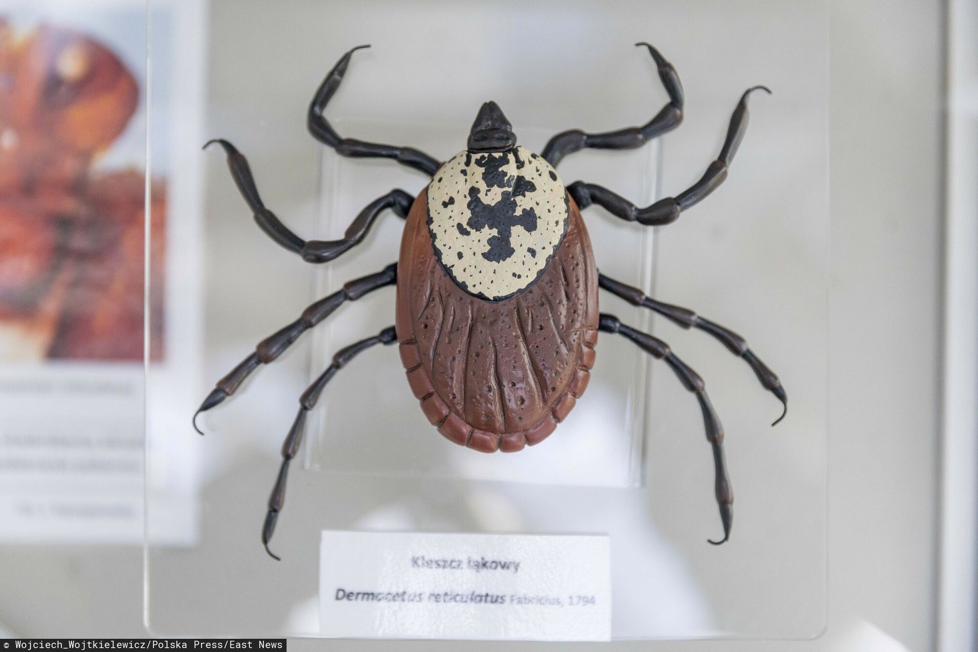 Kleszcze zapisują informacje. Gromadzą dane o środowisku