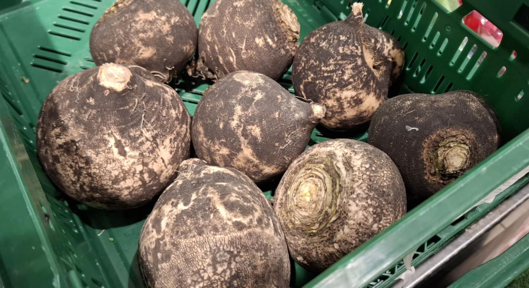 Polski żeń-szeń. Postawi twoją wątrobę na nogi