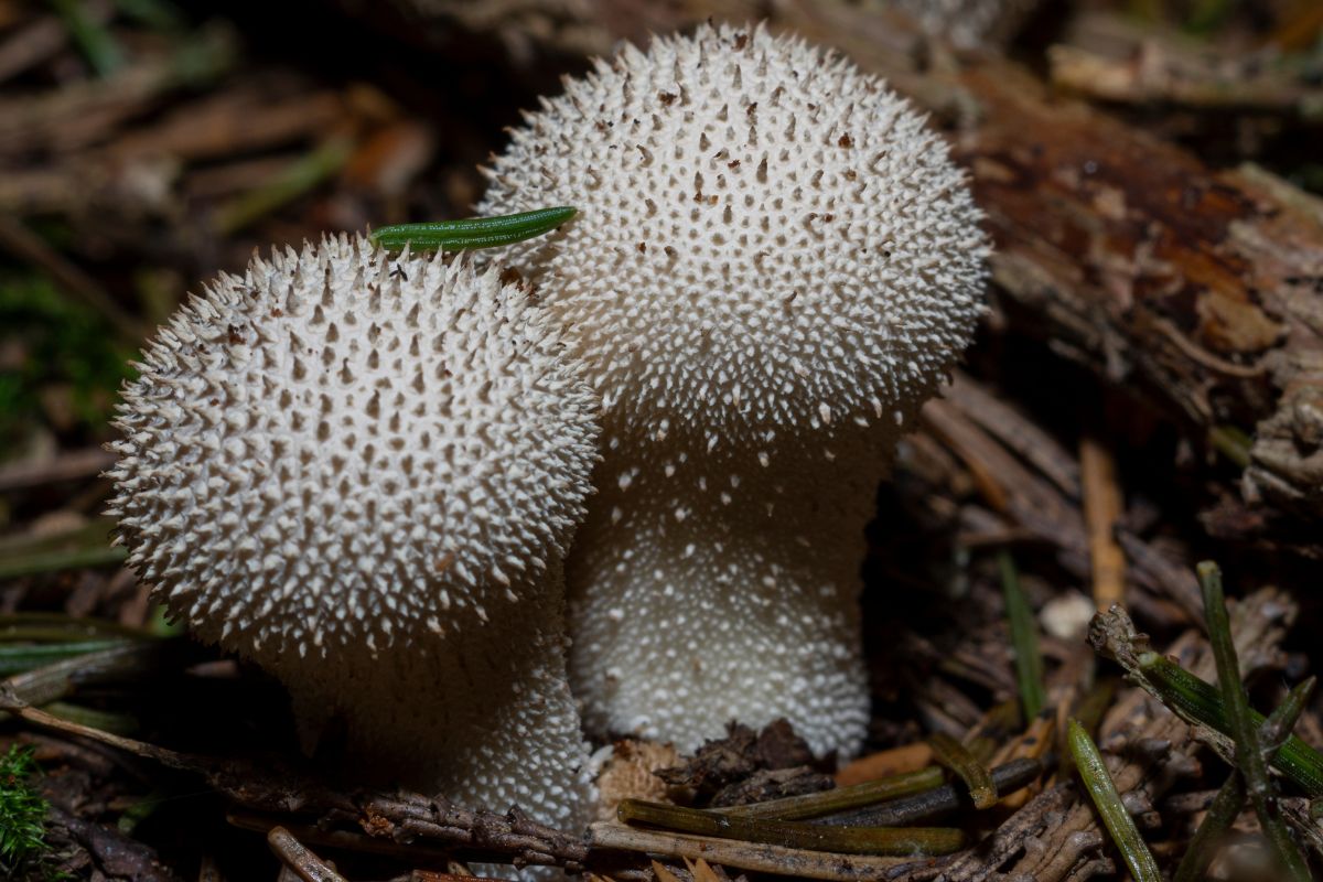 Leśny skarb. Niedoświadczeni grzybiarze po niej depczą, zamiast zbierać