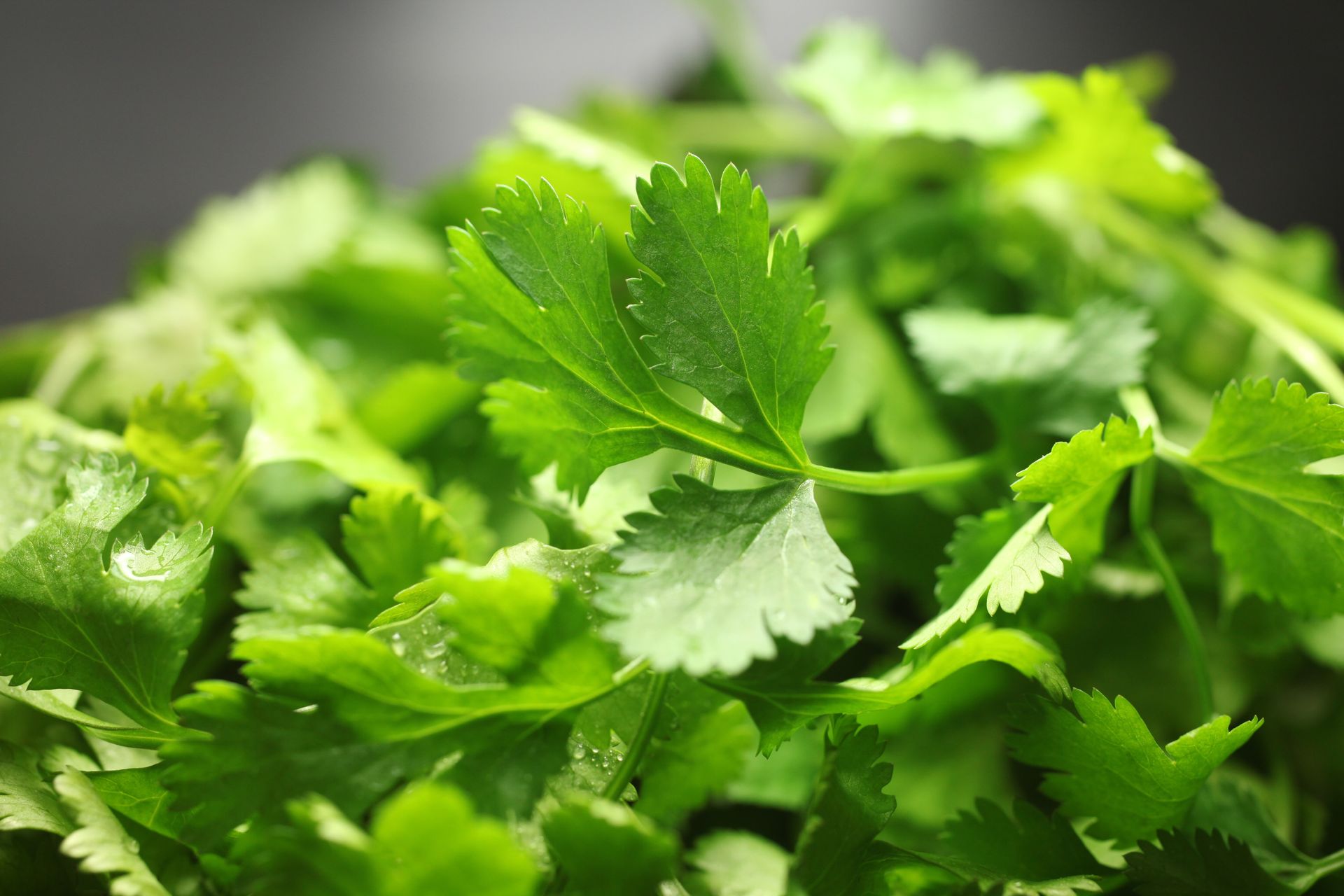 Tę przyprawę się kocha albo nienawidzi. Niewielu wie, iż doskonale wspiera trawienie
