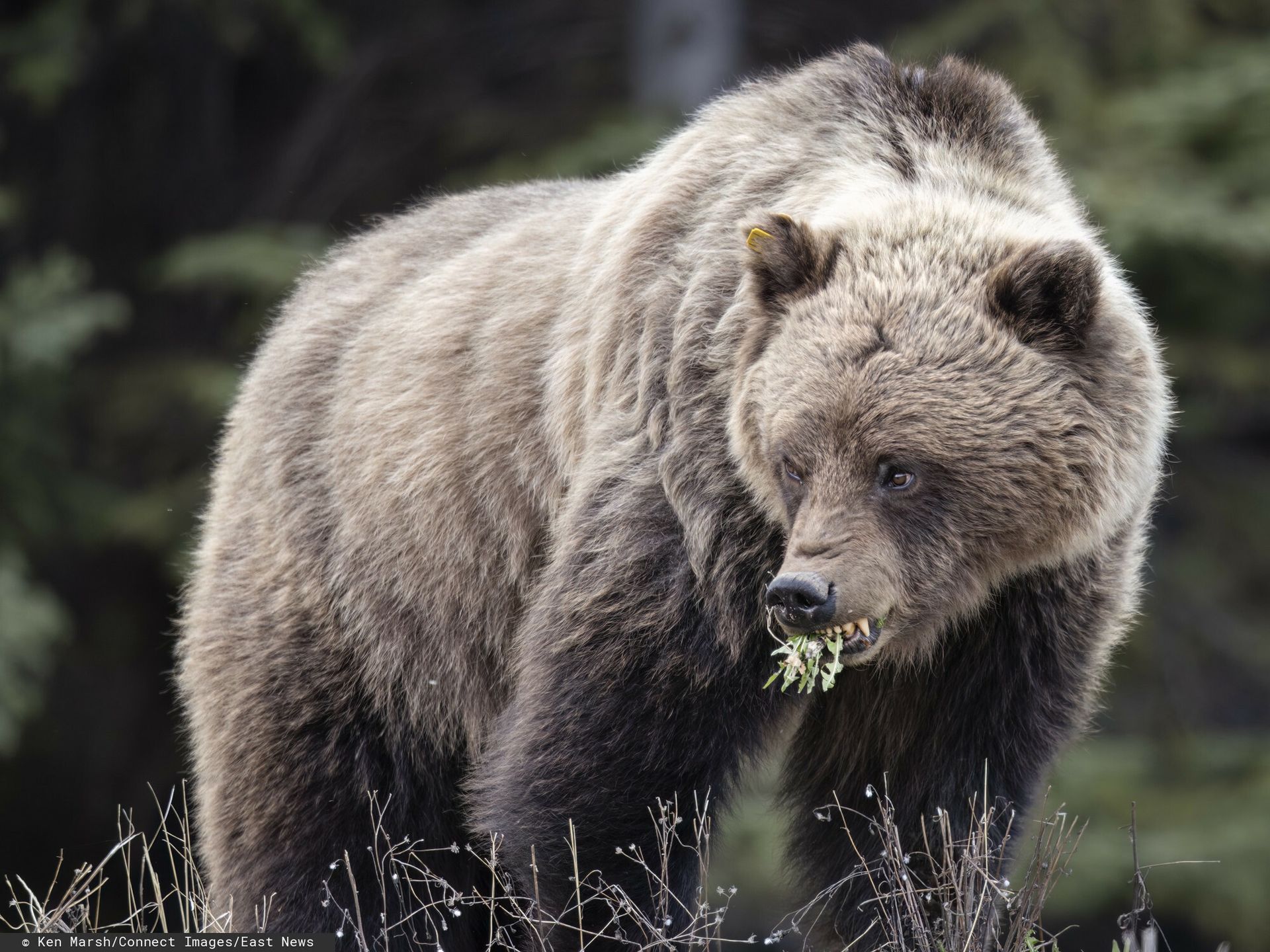 Niedźwiedź zaatakował w Bieszczadach. Nie żyje 58-letnia kobieta