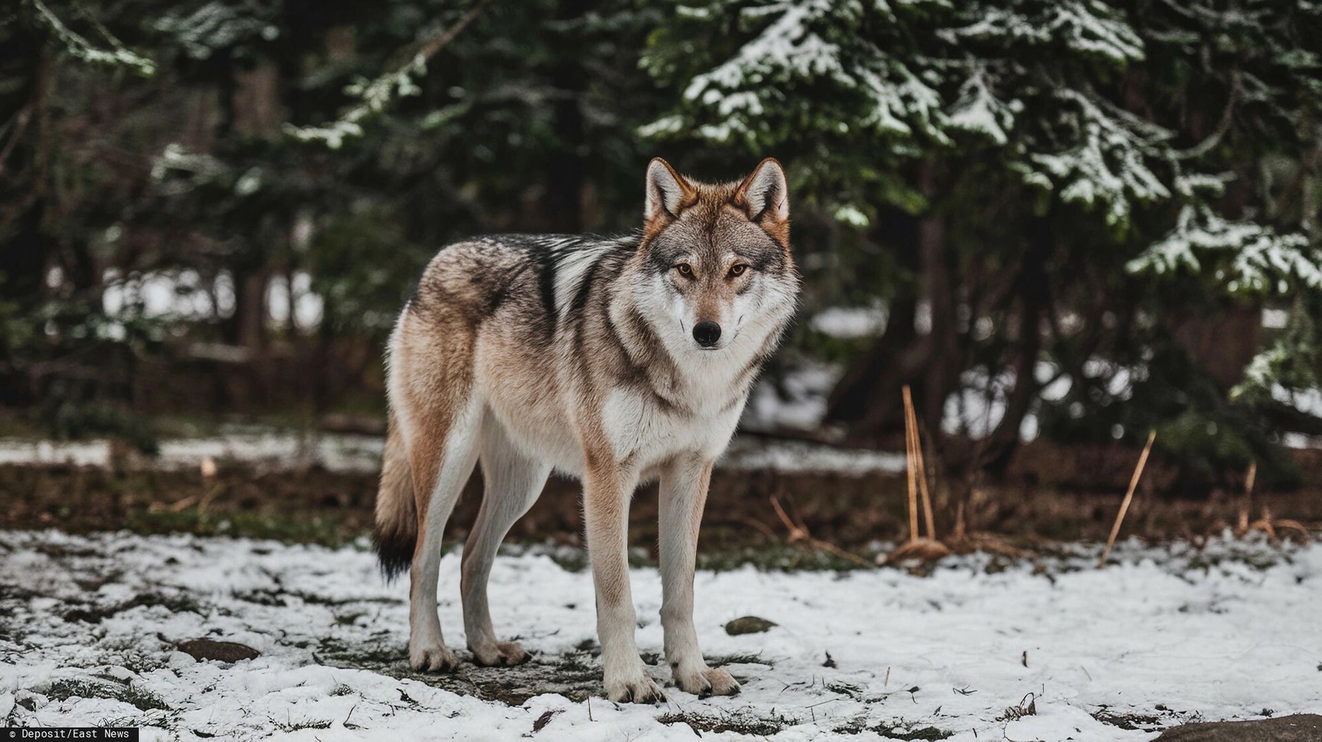 "To pierwszy atak". Pilny apel gminy ws. wilków