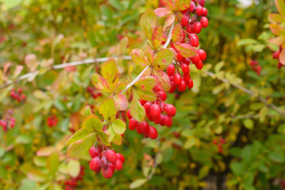 W parkach i skwerach opadają i niszczeją, a my wiele tracimy. Dżem z nich jest pyszny i bardzo zdrowy