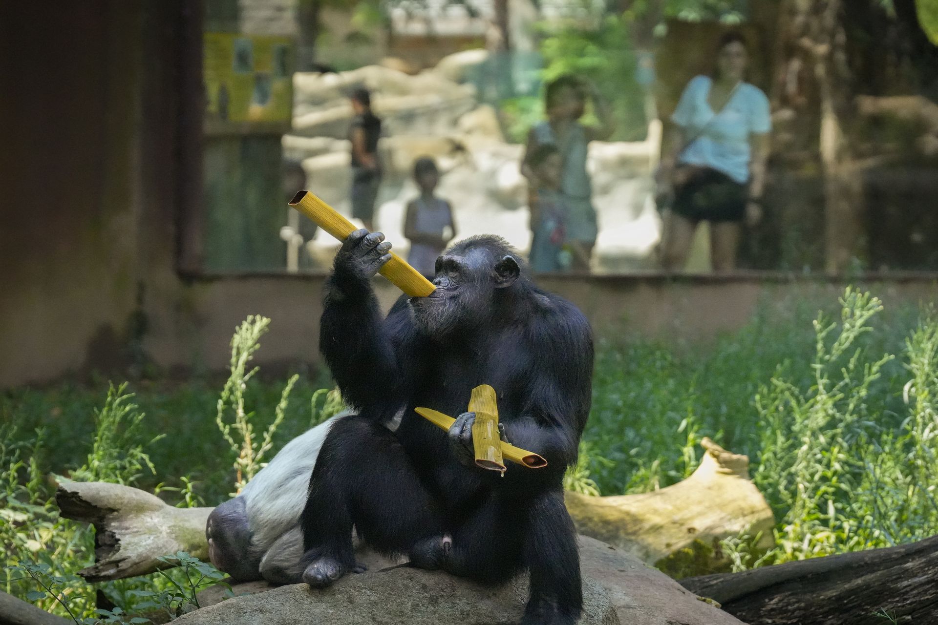 Równowartość jednego piwa. Szympansy spożywają tyle alkoholu dziennie
