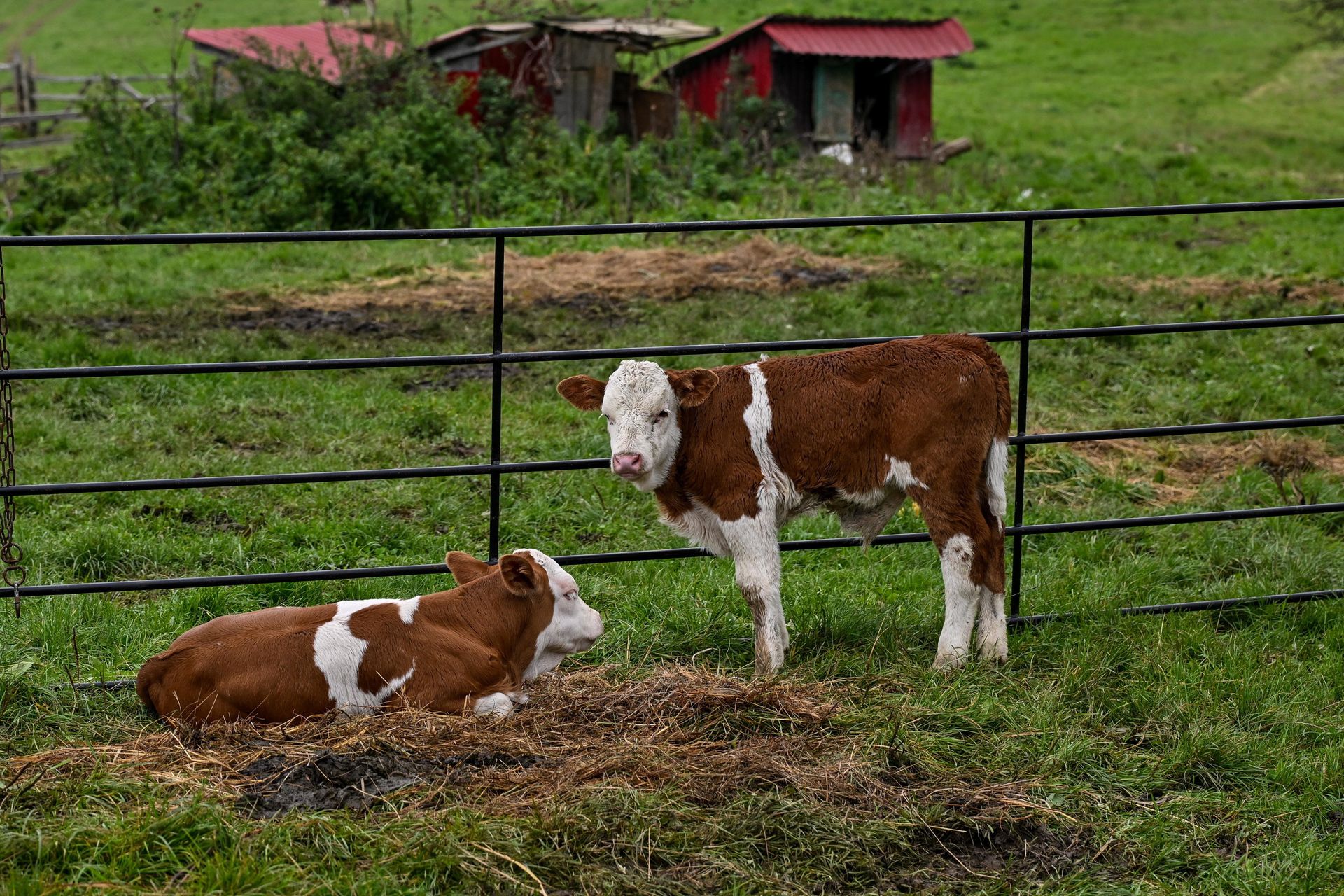 Ochrona zdrowia zwierząt. Nowa ustawa przyjęta przez Sejm