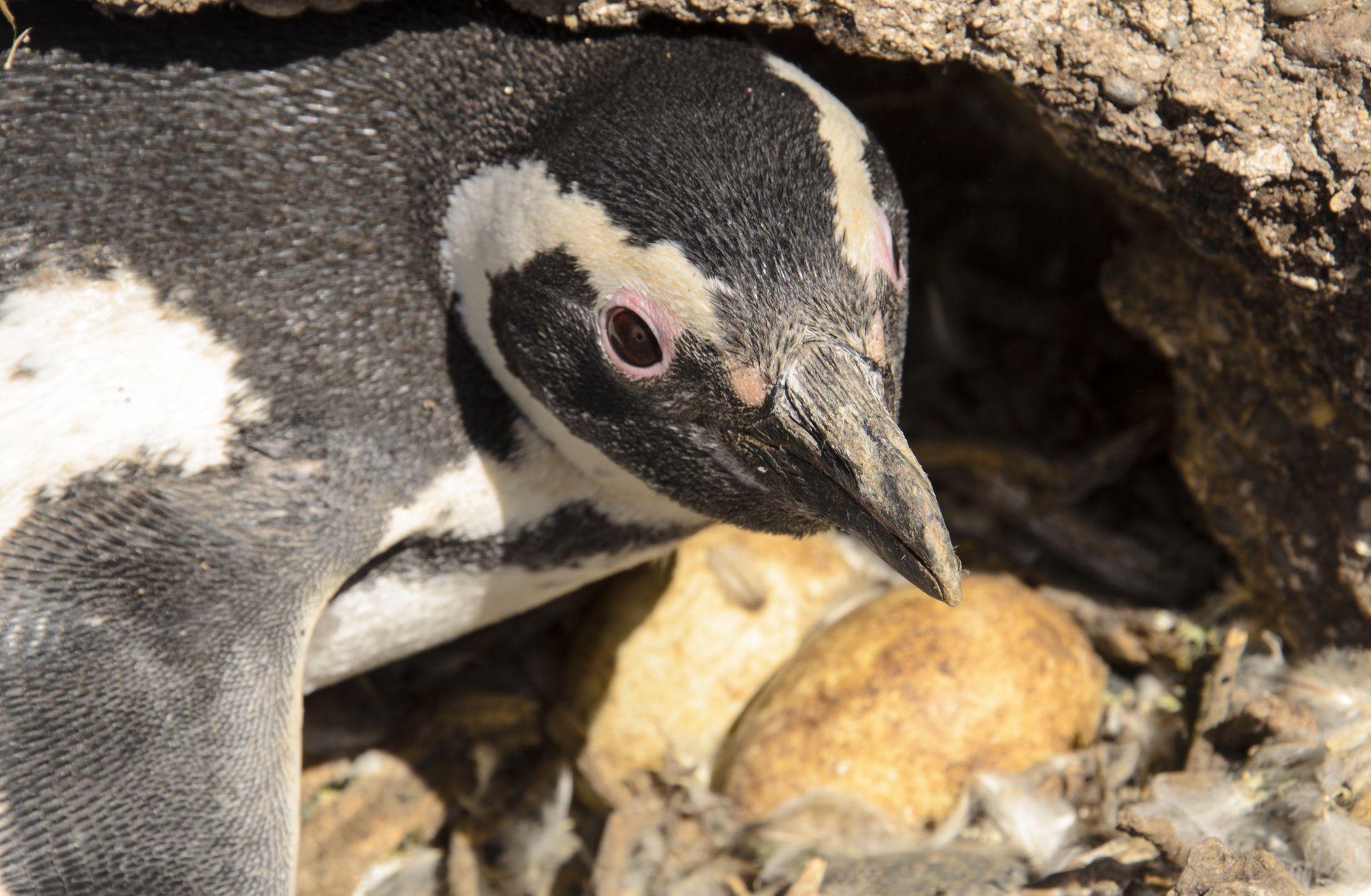 Umierają z głodu. W ciągu 8 lat zginęło 62 tys. zwierząt