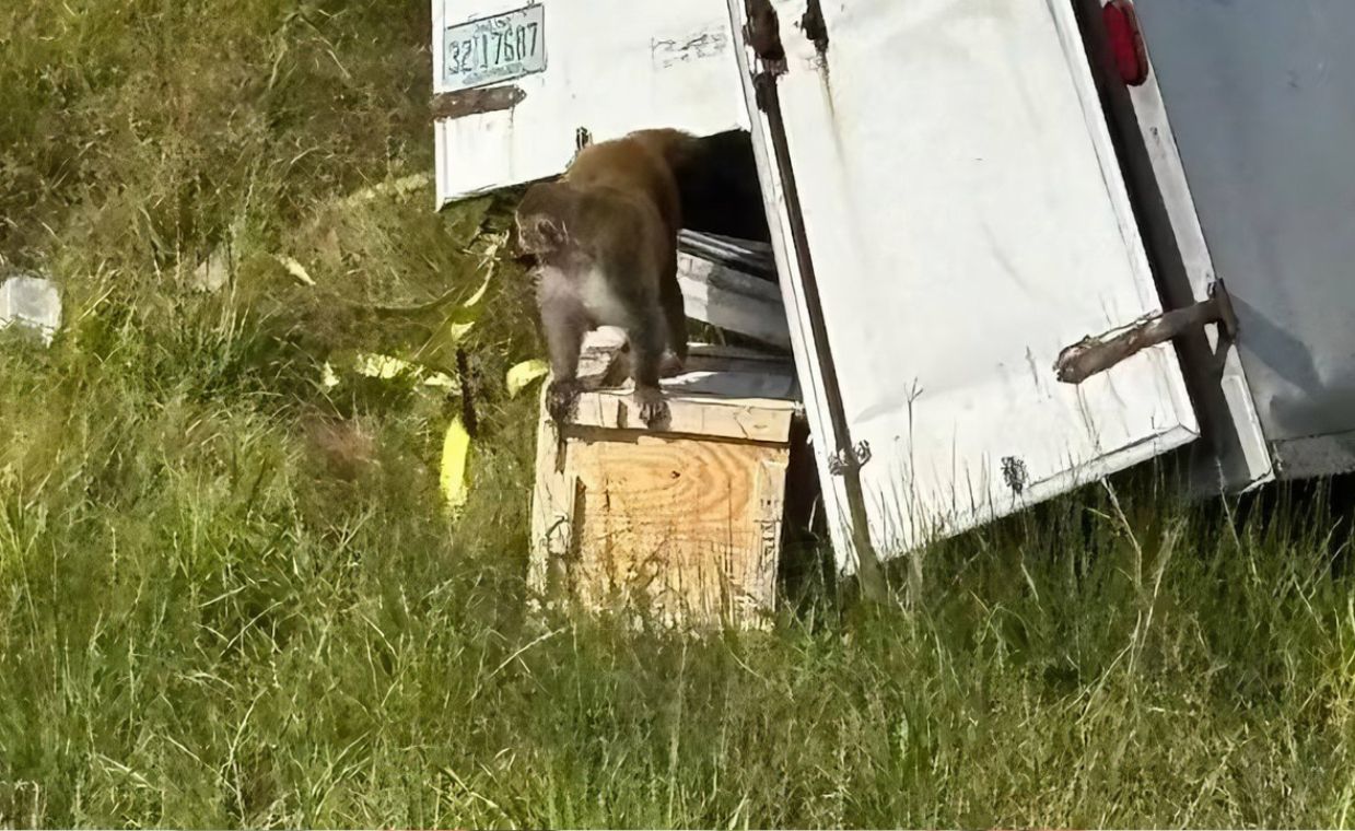 Małpy uciekły z transportu w USA. Policja: zwierzęta były agresywne